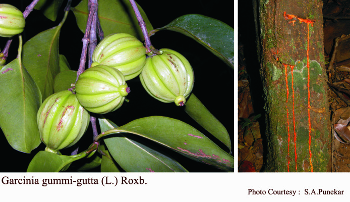 Garcinia gummi-gutta (L.) Roxb.